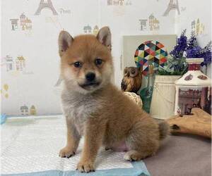 Shiba Inu Puppy for sale in CHICAGO, IL, USA