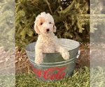 Small #3 Goldendoodle (Miniature)