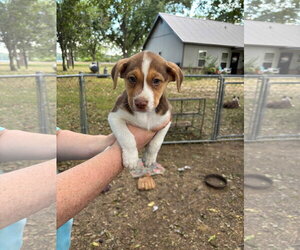 Rose ~ meet me! - Female Australian Shepherd-Unknown Mix Dog for Adoption - Photo #2