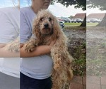 Small #6 Poodle (Standard)
