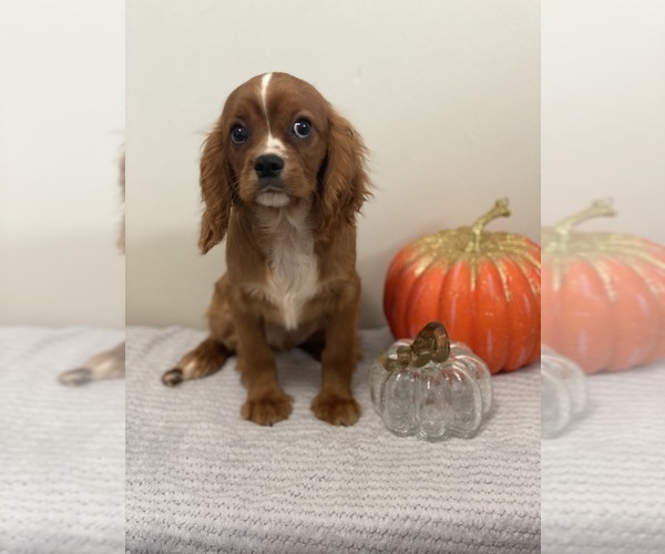 Medium Photo #1 Cavalier King Charles Spaniel Puppy For Sale in BEECH GROVE, IN, USA