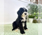 Small #2 Bernedoodle (Miniature)
