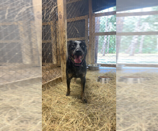 Medium Photo #2 Australian Cattle Dog Puppy For Sale in LAKELAND, FL, USA