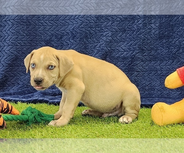 Medium Photo #3 Catahoula Leopard Dog Puppy For Sale in CUMBY, TX, USA