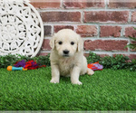 Small #2 English Cream Golden Retriever