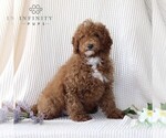 Small Photo #4 Goldendoodle (Miniature) Puppy For Sale in GORDONVILLE, PA, USA
