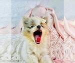 Small #7 Pomeranian