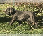 Small Photo #22 Neapolitan Mastiff Puppy For Sale in BRISTOW, VA, USA