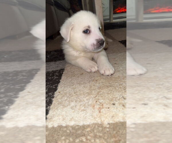 Medium Photo #2 Great Pyrenees-Unknown Mix Puppy For Sale in OKLAHOMA CITY, OK, USA