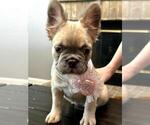 Small #8 French Bulldog