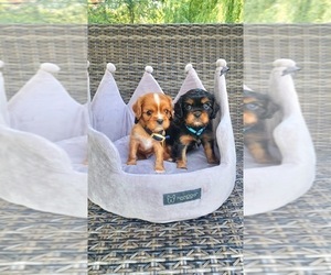 Cavalier King Charles Spaniel Puppy for sale in MINNETONKA, MN, USA