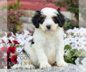 Bernedoodle (Miniature) Puppy for sale in LITITZ, PA, USA