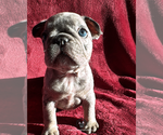 Small #1 French Bulldog