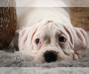Boxer Puppy for sale in SHIPSHEWANA, IN, USA