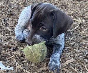 German Shorthaired Pointer Puppy for sale in OJAI, CA, USA