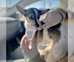 Small #1 Rat Terrier