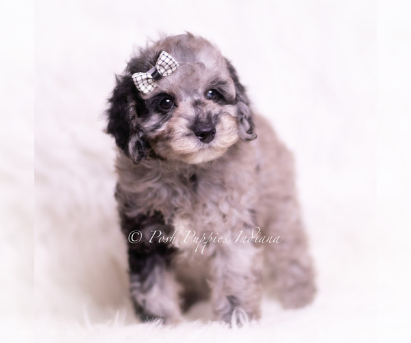 Medium Photo #5 Poodle (Miniature) Puppy For Sale in WARSAW, IN, USA