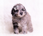 Small #4 Poodle (Miniature)
