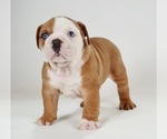 Small #2 Bulldog