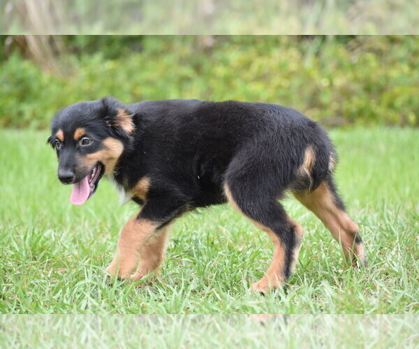 Medium Photo #7 Miniature Australian Shepherd Puppy For Sale in PALM COAST, FL, USA