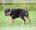 Small #6 Miniature Australian Shepherd
