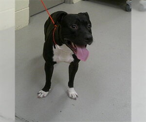 Mutt Dogs for adoption in Sanford, FL, USA