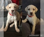 Puppy Puppy 1 Goldendoodle-Unknown Mix