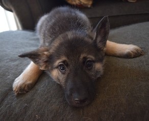 Medium German Shepherd Dog-Norwegian Elkhound Mix