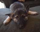 Puppy 5 German Shepherd Dog-Norwegian Elkhound Mix