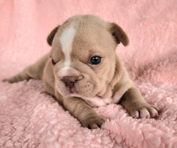 Medium Photo #4 French Bulldog Puppy For Sale in LAS VEGAS, NV, USA