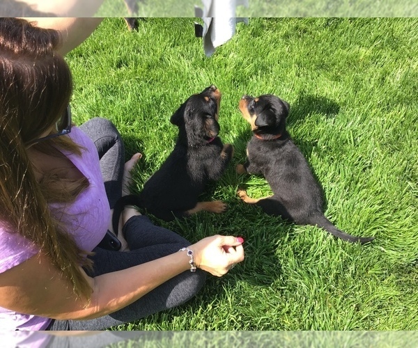 Medium Photo #32 Rottweiler Puppy For Sale in OAK GLEN, CA, USA