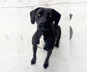 American Pit Bull Terrier-Labrador Retriever Mix Dogs for adoption in Oakhurst, NJ, USA