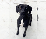 Small American Pit Bull Terrier-Labrador Retriever Mix
