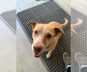 Labrador Retriever-Unknown Mix Dogs for adoption in Hollister, CA, USA