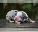 Small Photo #6 Miniature American Shepherd Puppy For Sale in BENTON CITY, WA, USA