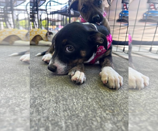 Medium Photo #4 Mountain Cur-Unknown Mix Puppy For Sale in Germantown, OH, USA