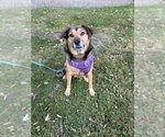 Small Photo #3 Shepradors Puppy For Sale in Springdale, PA, USA