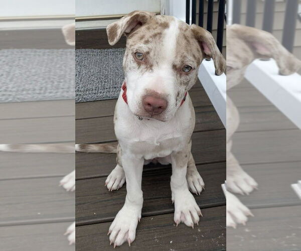Medium Photo #8 Catahoula Leopard Dog-Labrador Retriever Mix Puppy For Sale in New York, NY, USA