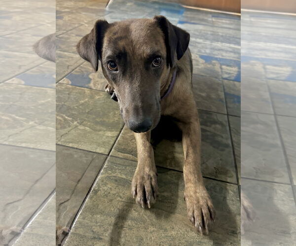 Medium Photo #1 Catahoula Leopard Dog-Retriever  Mix Puppy For Sale in Newport Beach, CA, USA