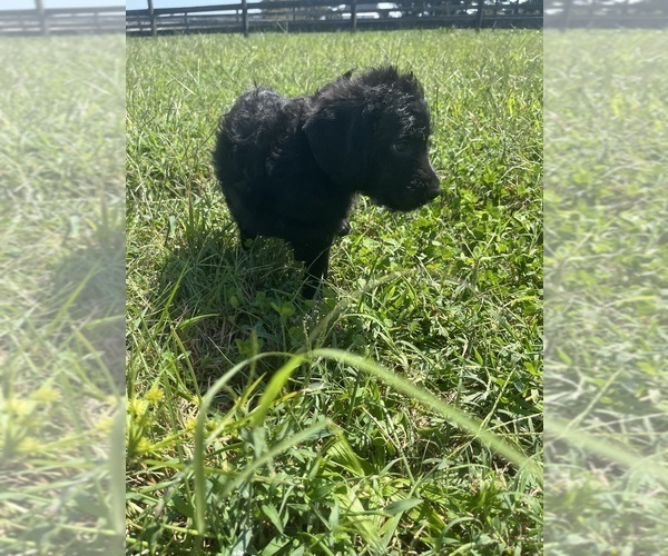 Medium Photo #36 Labradoodle Puppy For Sale in WAVERLY, VA, USA