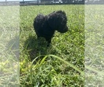 Small #35 Labradoodle