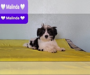 Morkie Puppy for Sale in TUCSON, Arizona USA