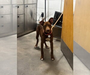Mutt Dogs for adoption in Forestville, MD, USA