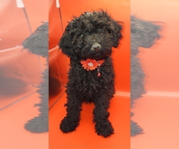 Medium Photo #1 Poodle (Miniature) Puppy For Sale in BLUE MOUND, TX, USA
