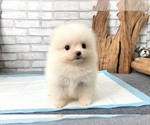 Small Photo #6 Pomeranian Puppy For Sale in LOS ANGELES, CA, USA