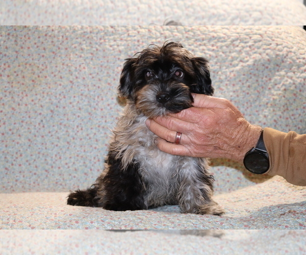 Medium Photo #13 Yorkiepoo mix (+ Poodle Toy) Puppy For Sale in DYERSBURG, TN, USA