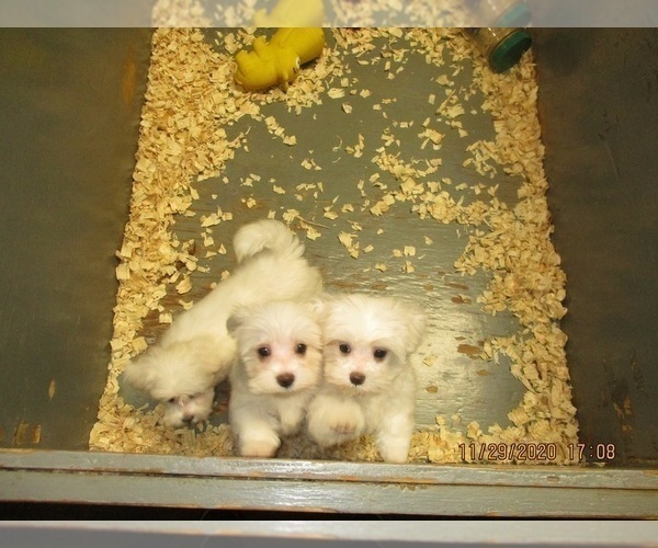 Medium Photo #10 Maltese Puppy For Sale in CARROLLTON, GA, USA