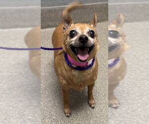 Chihuahua-Unknown Mix Dogs for adoption in Las Vegas, NV, USA