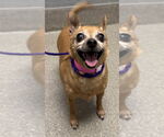 Small Chihuahua Mix