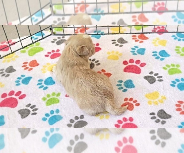 Medium Photo #8 Havanese Puppy For Sale in ORO VALLEY, AZ, USA